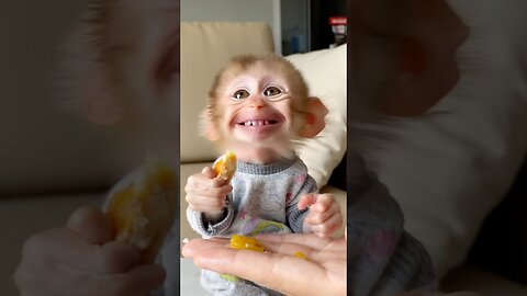 The Cutest Thank You Ever from a Grateful Baby Monkey 🐒❤️
