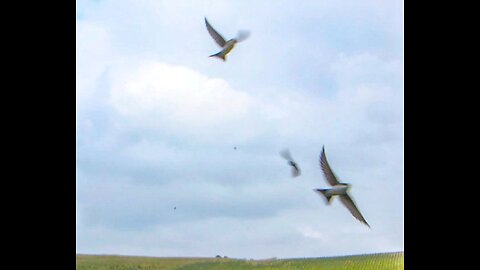 Amazing Intense Activity of House Martinss in the Countryside 24.7.2025