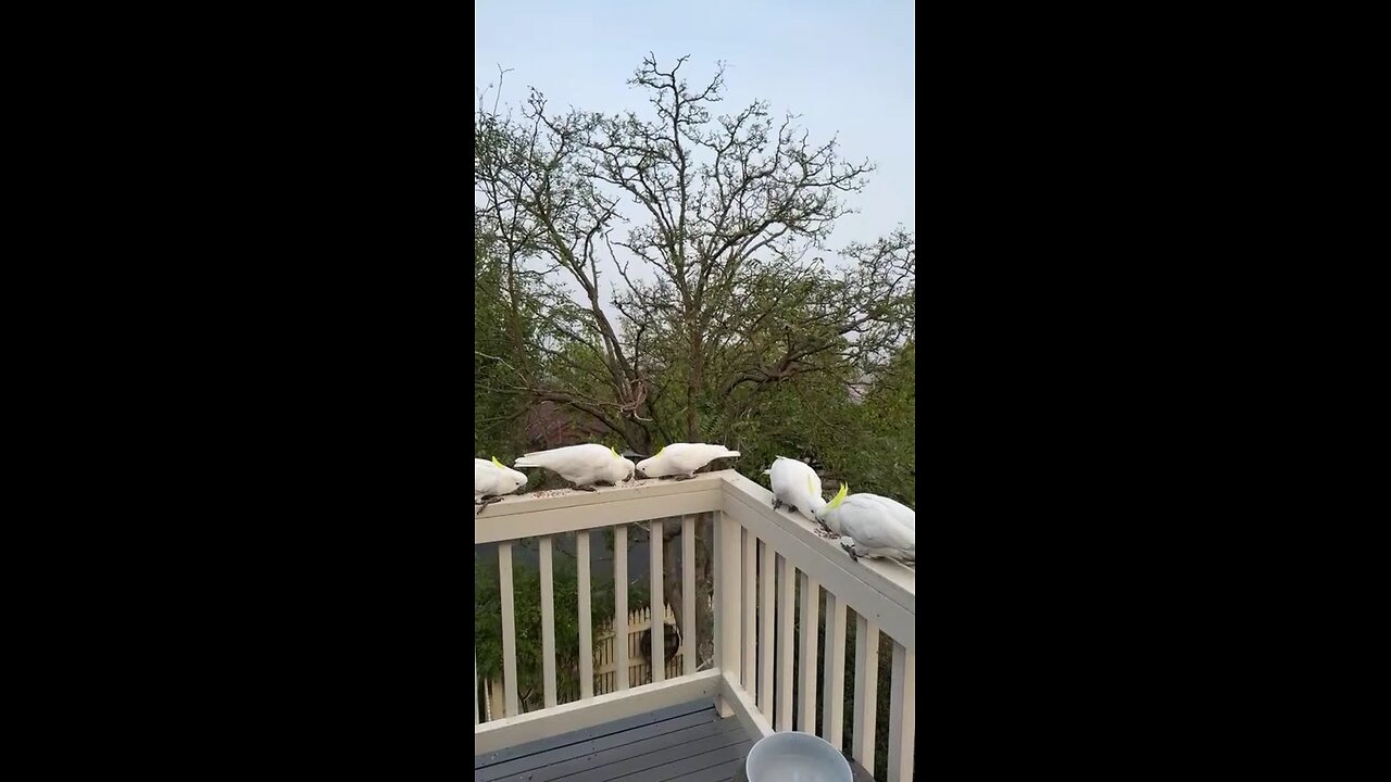 How to Tame Cockatoo's