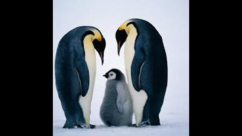 Penguin party