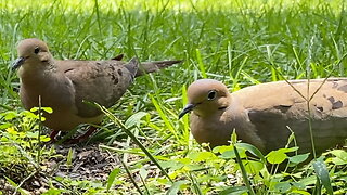 Two Mourning Doves Eating Seeds