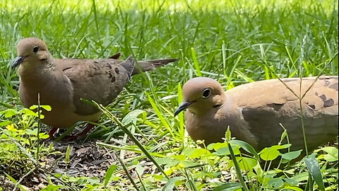 Two Mourning Doves Eating Seeds