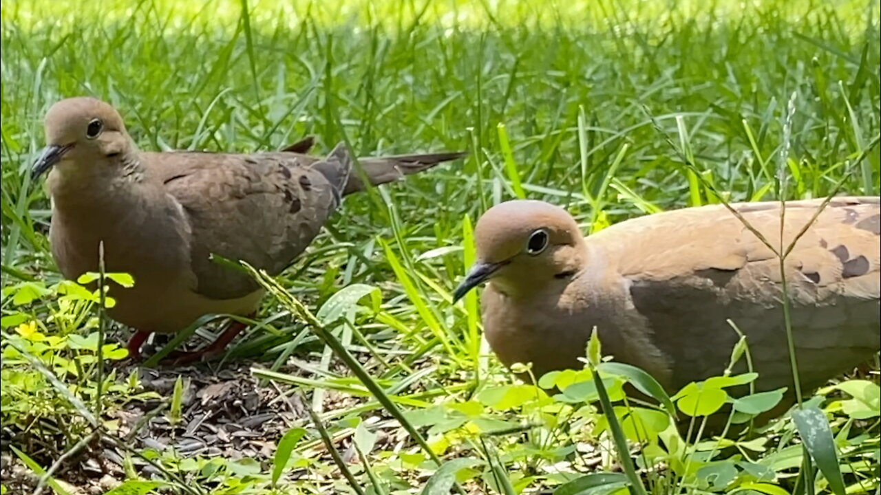 Two Mourning Doves Eating Seeds