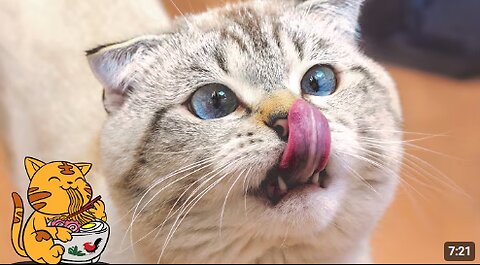 Hilarious Cat & Dog Reactions Funniest Animal Videos! 🐱🐶😂