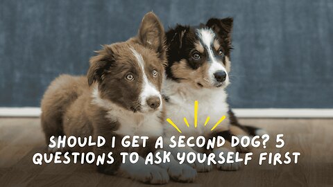 Should I Get a Second Dog? 5 Questions to Ask Yourself First