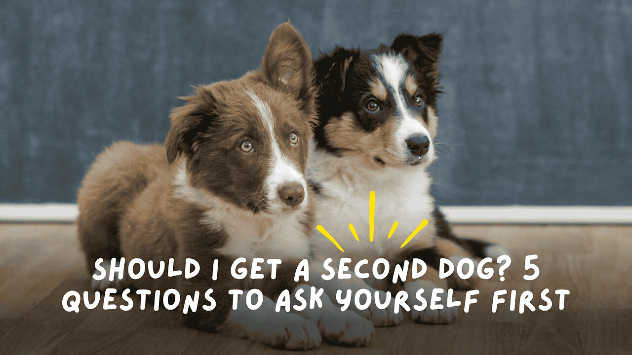 Should I Get a Second Dog? 5 Questions to Ask Yourself First