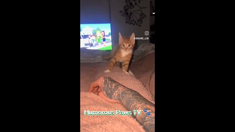 Laugh Out Loud! Funny Animals Compilation 🤣 | The Most Entertaining Short Video