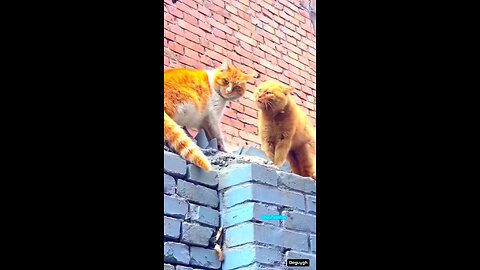funny video comedy 🤣😆😂😄😅