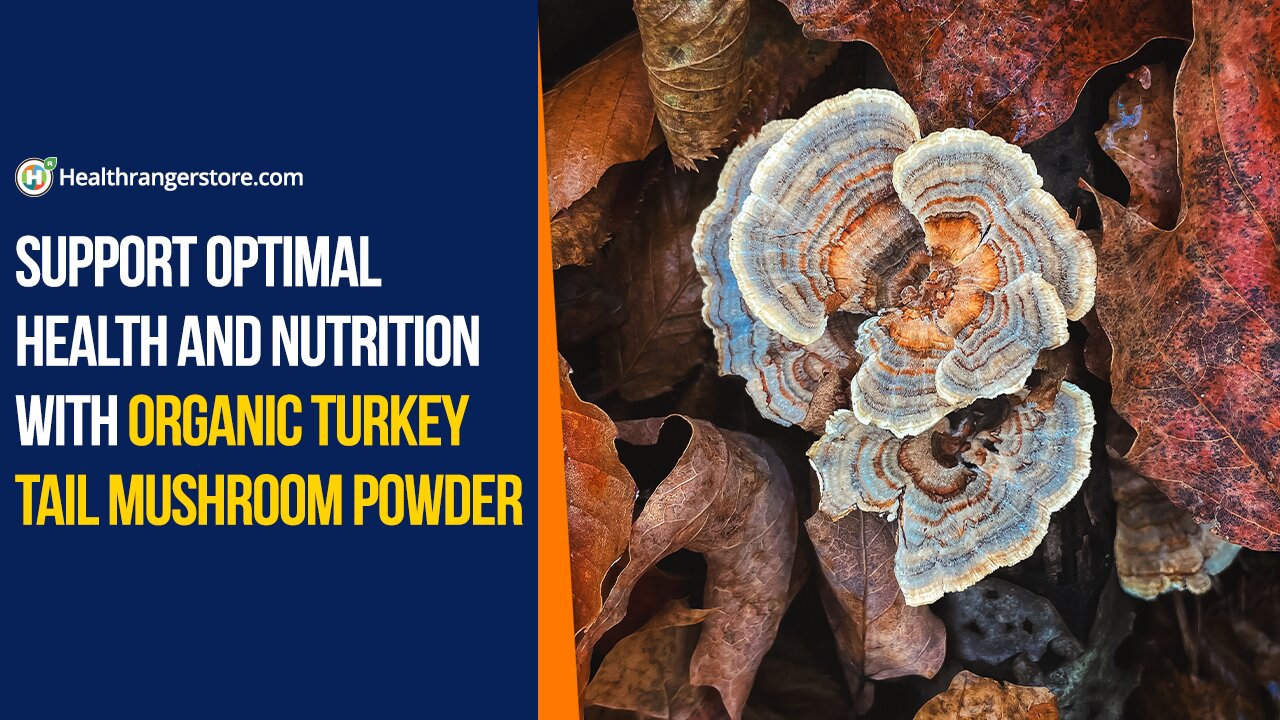 Support optimal health and nutrition with Organic Turkey Tail Mushroom Powder