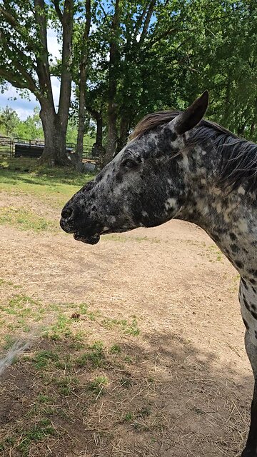 🚿🐎🚿Chico just cool'n off.🚿🐎🚿