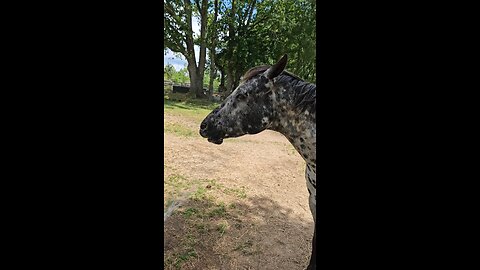 🚿🐎🚿Chico just cool'n off.🚿🐎🚿