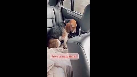 adopted dog go from being scared to comfortable in his forever home🐾🤩