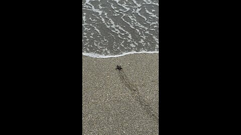 Baby Green Sea Turtle Makes Its Way To Ocean! | 4K
