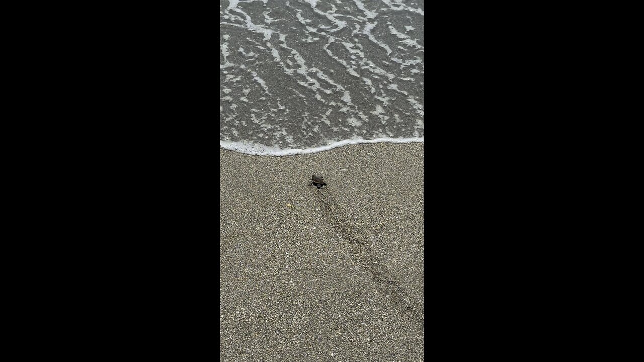 Baby Green Sea Turtle Makes Its Way To Ocean! | 4K
