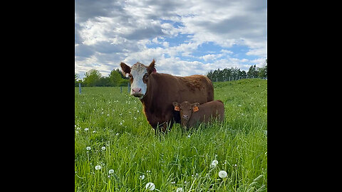 Texas Ranch Grass: Deep Roots vs. Tumbleweeds. Watch This!