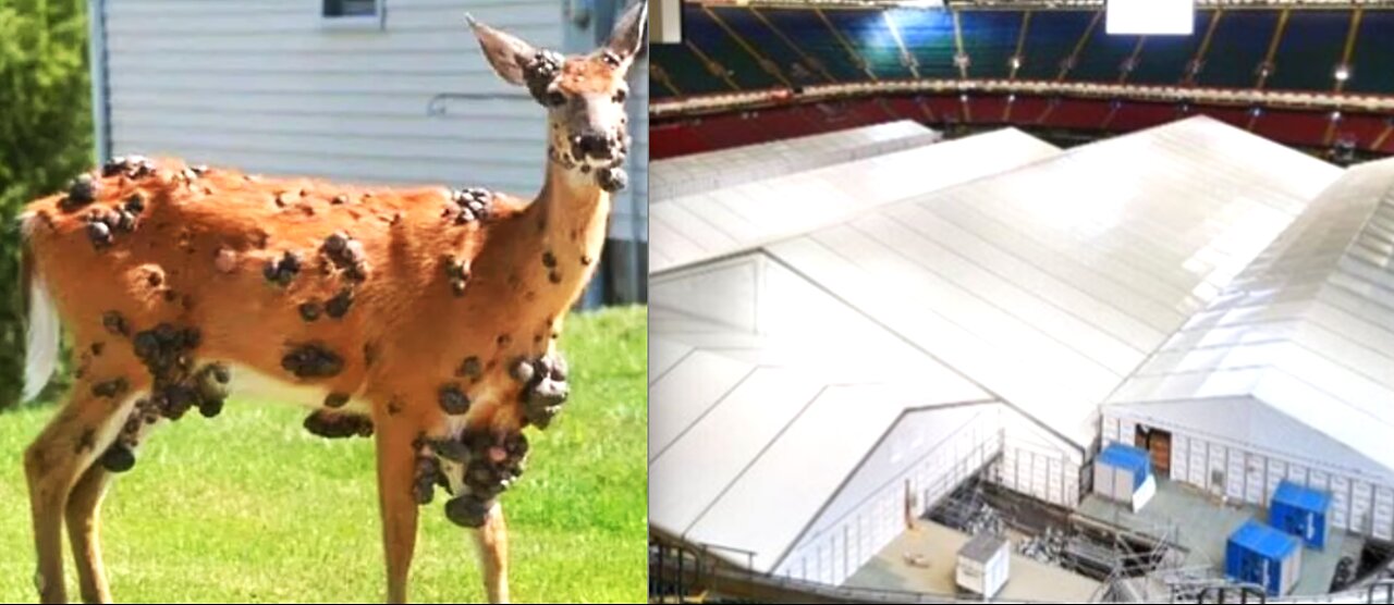 HUGE 7.5 QUAKE! MUTANT DEER & ZOMBIE SQUIRRELS SPREADING-UK PREPARING FOR SOMETHING BIG?