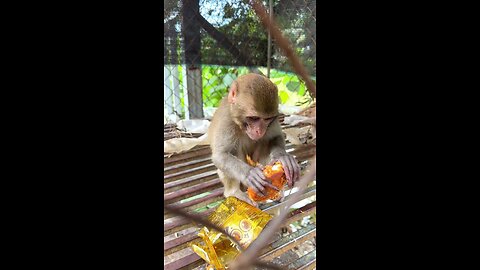Caring for an Abandoned Monkey, the Mysterious Behaviors of Monkeys #5