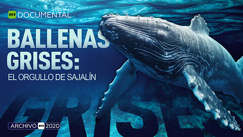 Ballenas grises: el orgullo de Sajalín - Documental RT (Archivo RT 2020)