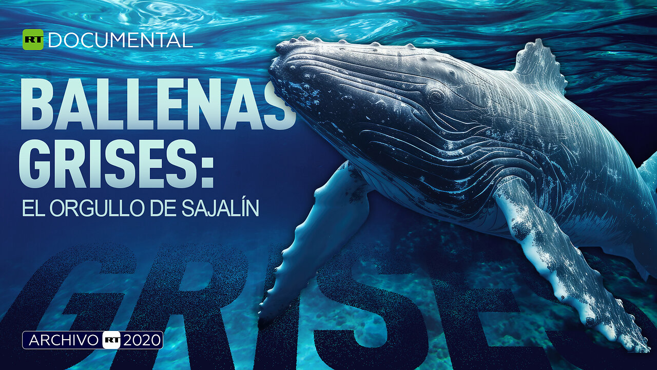 Ballenas grises: el orgullo de Sajalín - Documental RT (Archivo RT 2020)