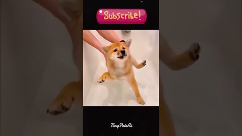 FUNNIEST Dog Videos