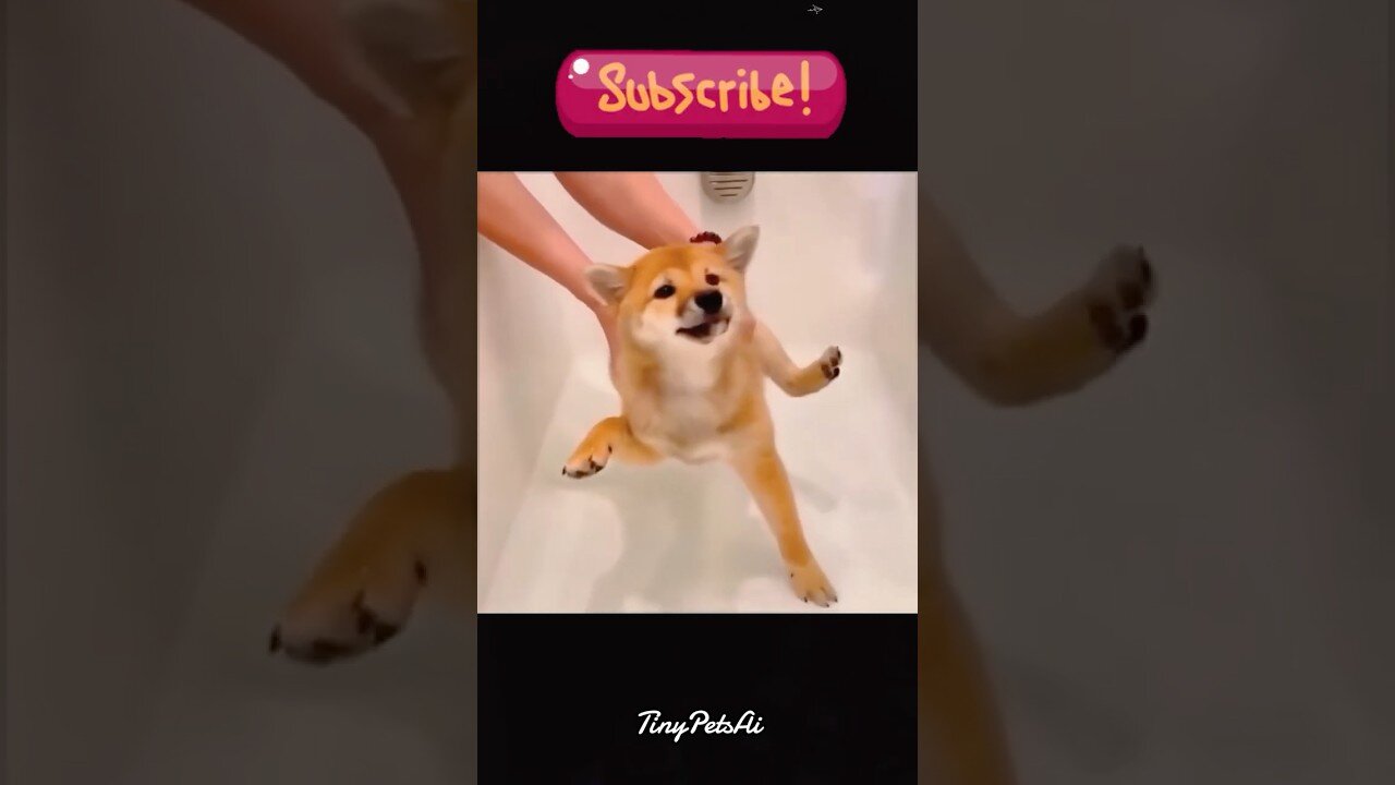FUNNIEST Dog Videos