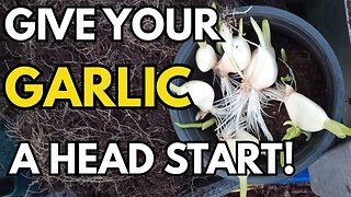 Garlic Growing Experiment - Try This Water Method To Get Ahead!