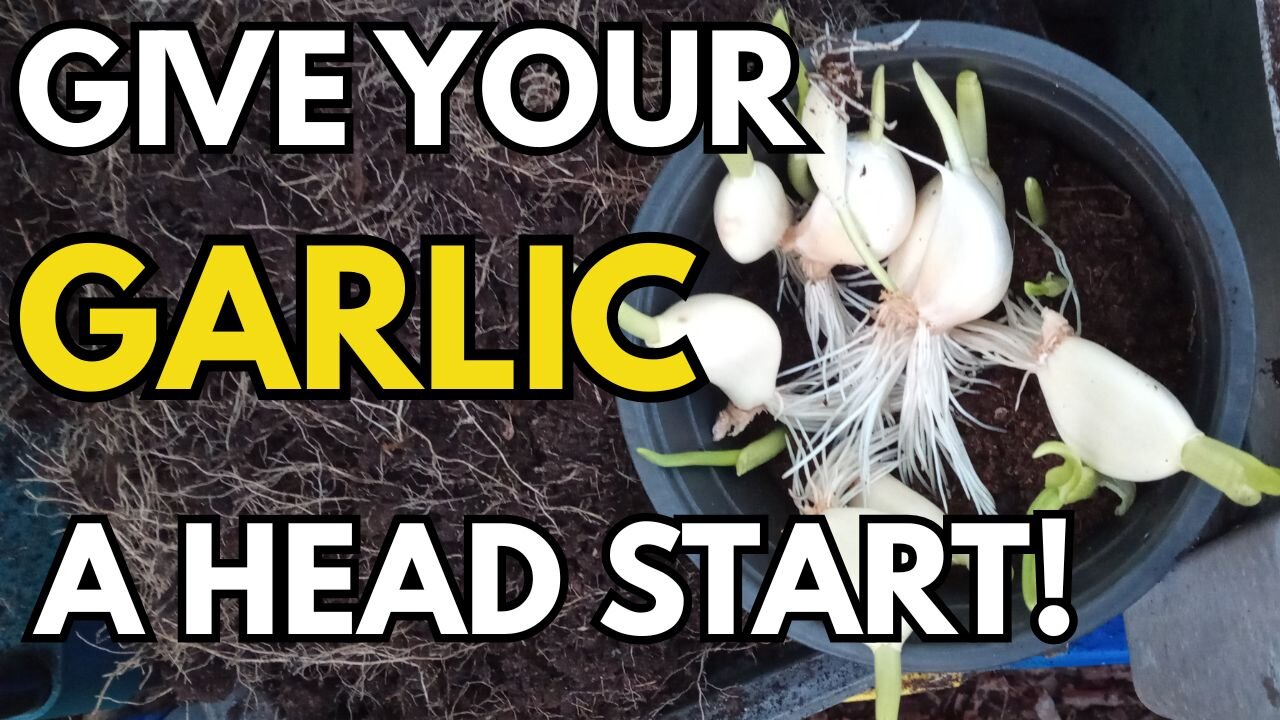 Garlic Growing Experiment - Try This Water Method To Get Ahead!