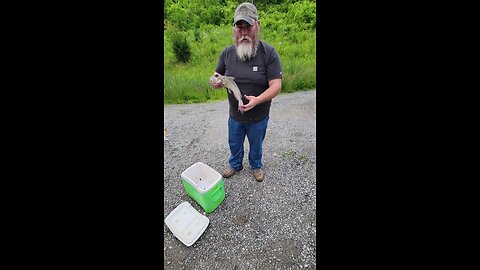 Channel Catfish