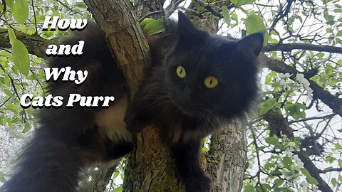 How and why cats purr. (Loud Music Warning)