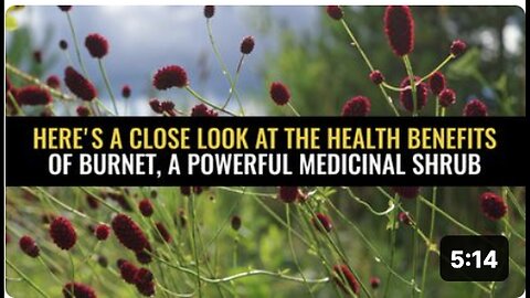 "Exploring the Health Benefits of Burnet: A Powerful Medicinal Shrub"
