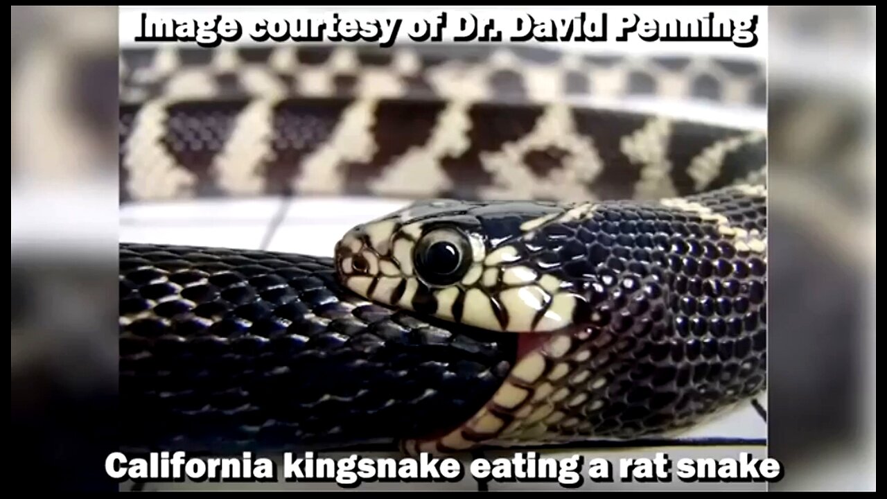 THE INSANE BIOLOGY OF: THE KINGSNAKE 🐍