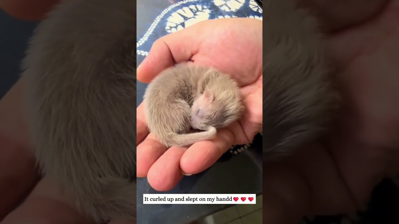 The dog found the abandoned baby and showed it to the owner