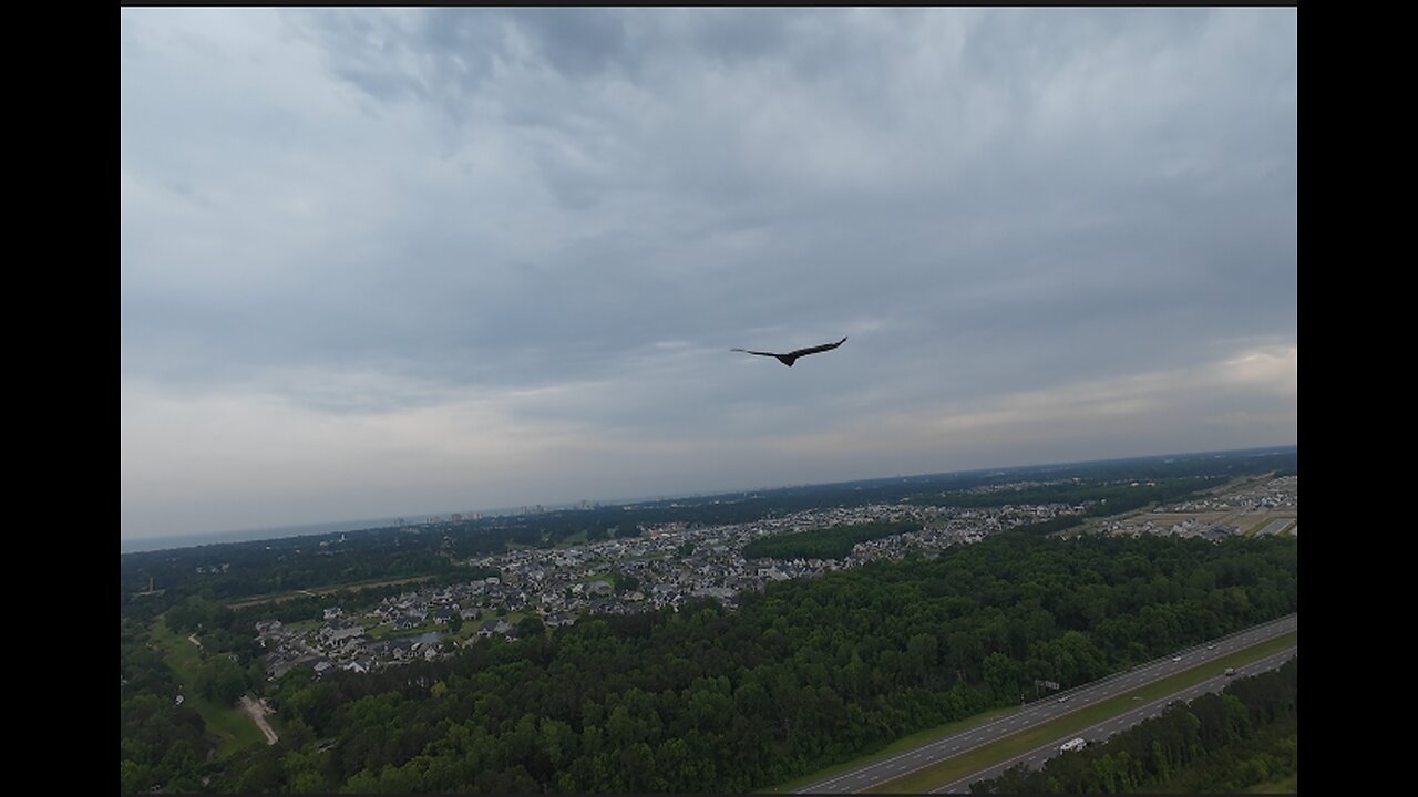 🦅 Another One Bites The Dust 🦅