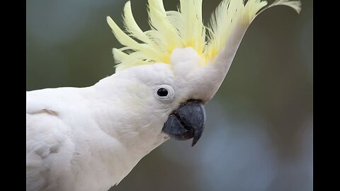 Larry-The Sulphur-crested cockatoo 2025.Trys sourdough bread.