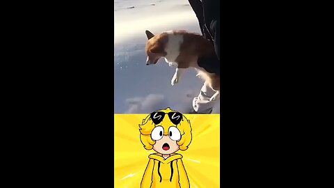 jogou seu cachorro fora do avião
