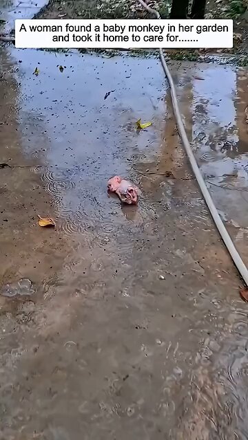 took care of baby monkey