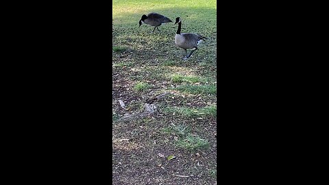 Canada Goose 🪿 #candagoose #goose #followme #shorts #viral #trending