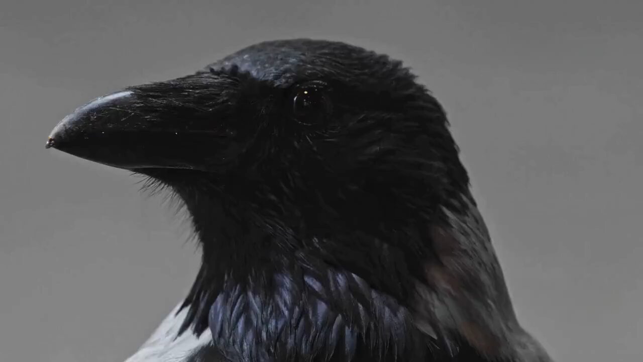 Crows Are NATURE'S Comedians!