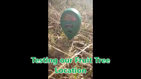 PH Testing Our Soil for the Fruit Trees