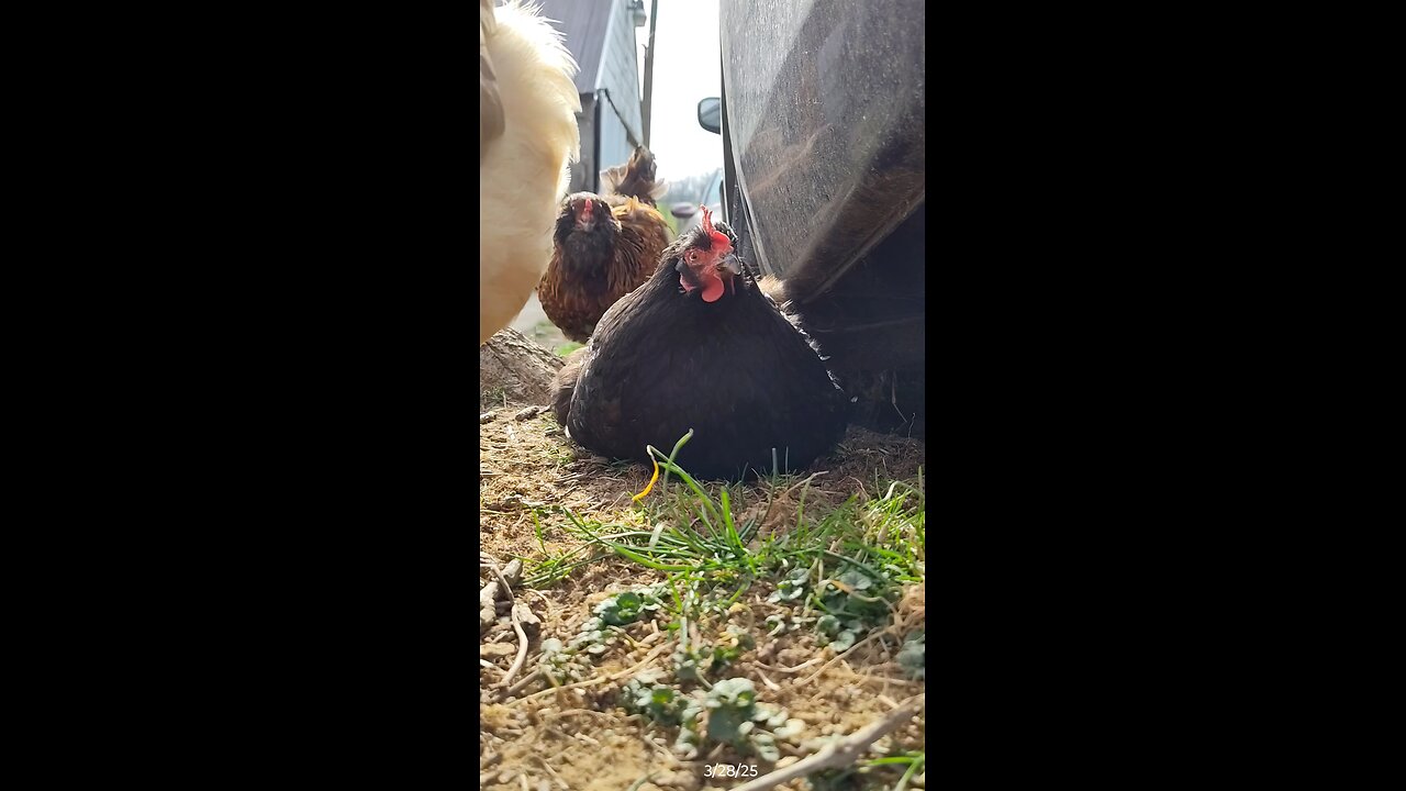 Momma chilling in the grass!