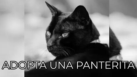 Razones para adoptar una panterita-Reasons to Adopt a Little Panther