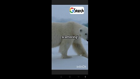 3 Mind-Blowing Bear Facts You Never Knew! | Nature Shorts