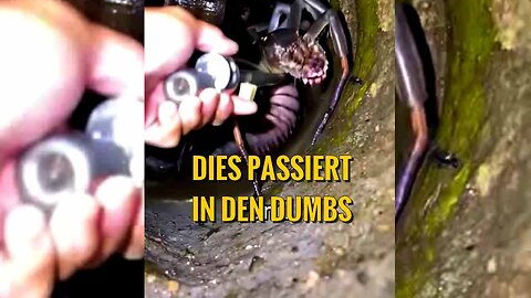 15 Wesen die geklont wurden und so gefährlich sind dass Forscher sie verschweigen