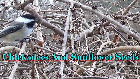 Chickadees And Sunflower Seeds