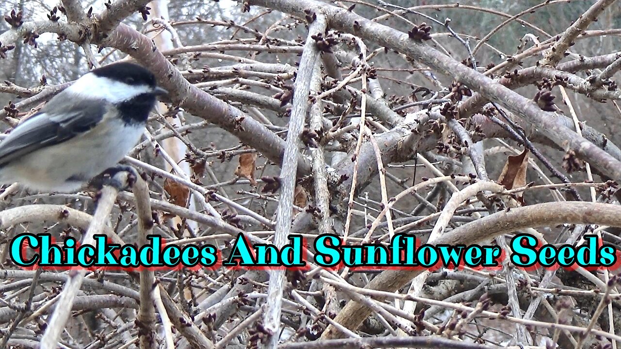 Chickadees And Sunflower Seeds