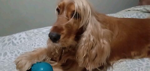 dog Animals pet cute entertainment film