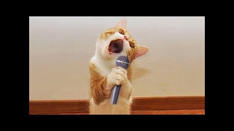 Funniest Cats and Dogs 🐶🐱 | Funny Animal Videos