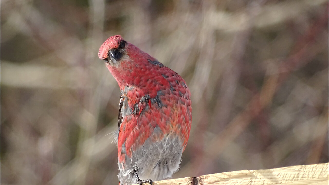 Birds of the Day – Feathered Beauty