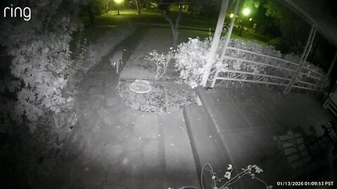1 of 2: Pack of Coyotes on our front walkway