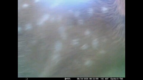Deer Cam 08 24 2025 Fawn Close Game Cam Trail Cam